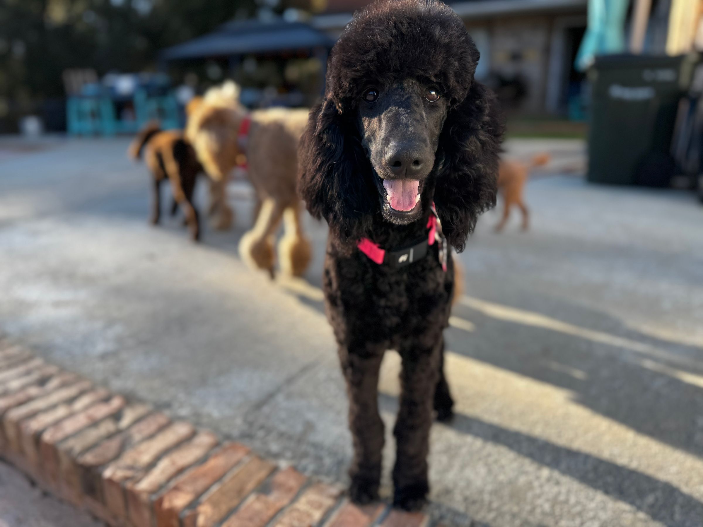 Royal Dixie Poodles family