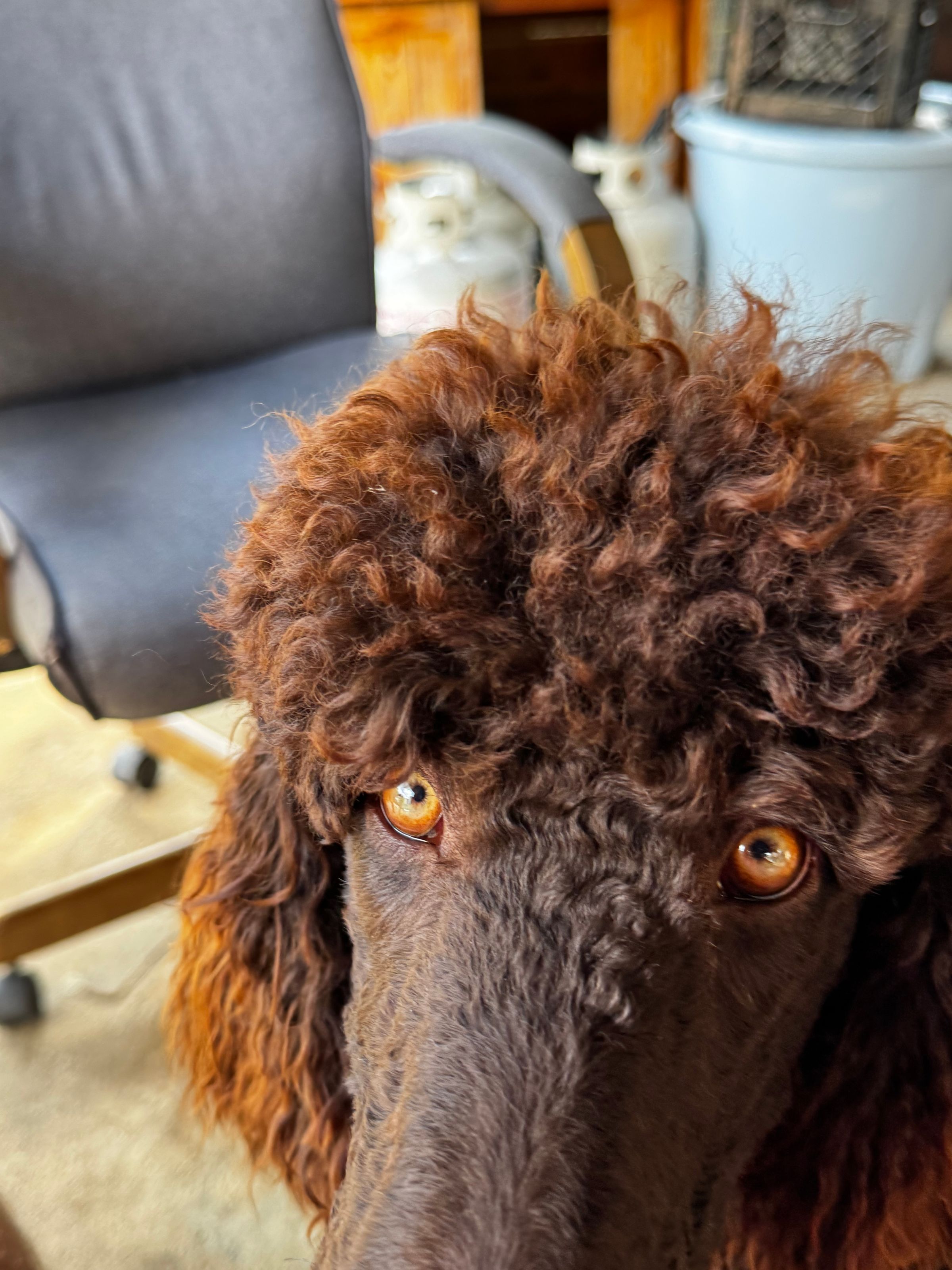 Royal Dixie Poodles family