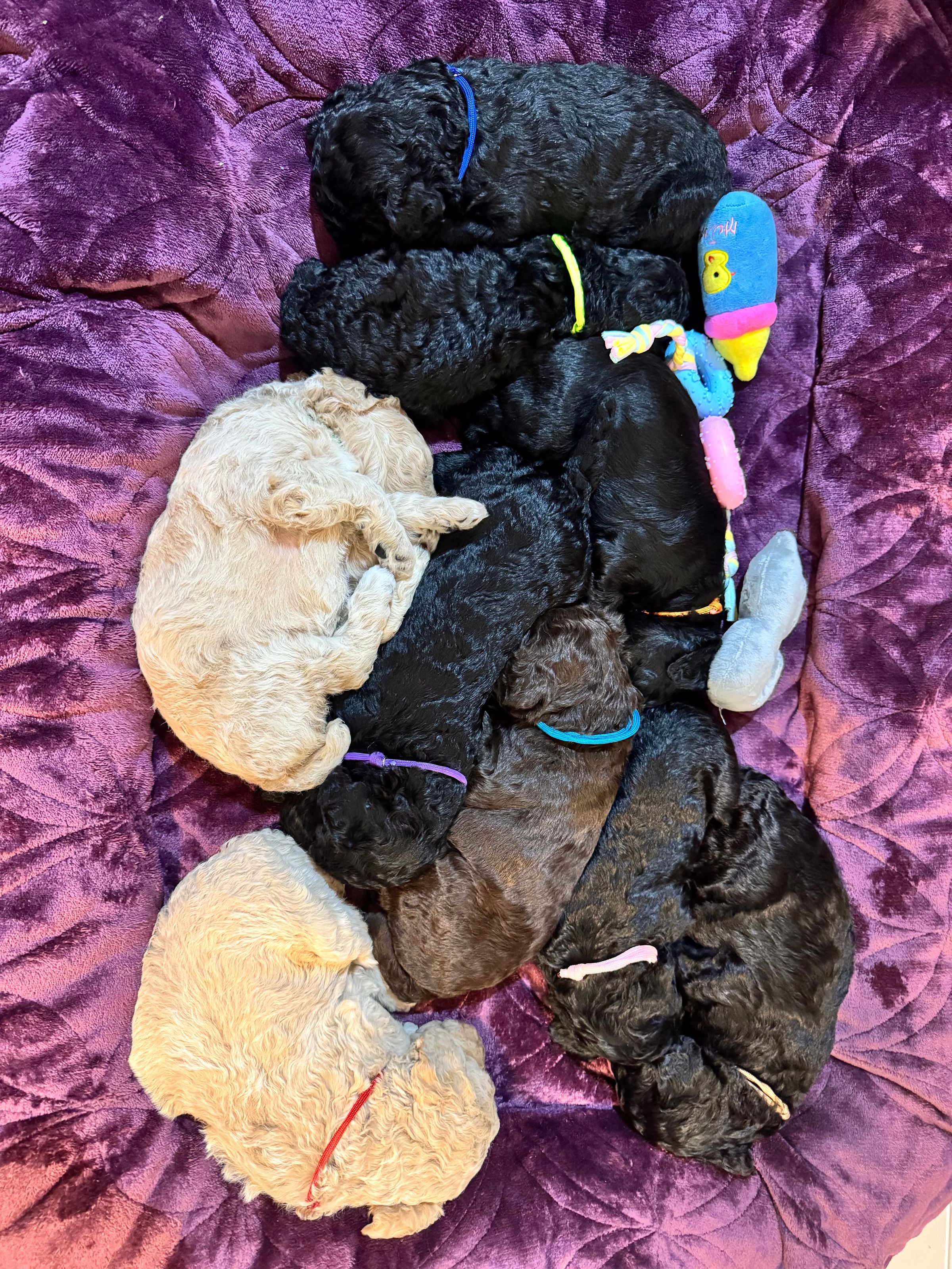 Royal Dixie Poodles family