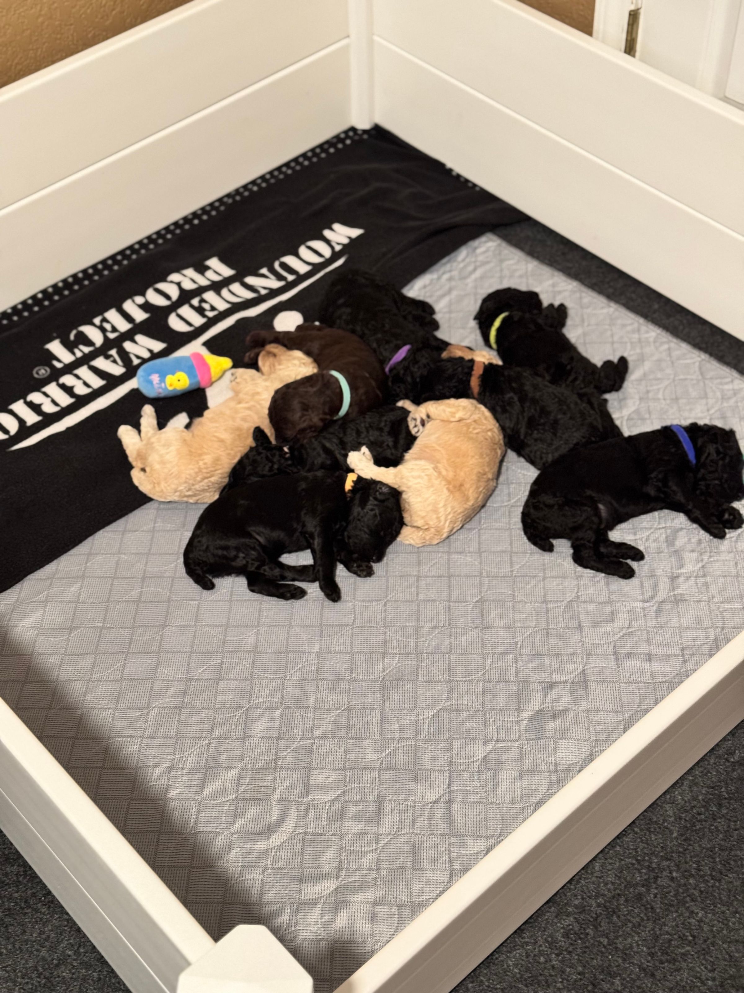 Royal Dixie Poodles family