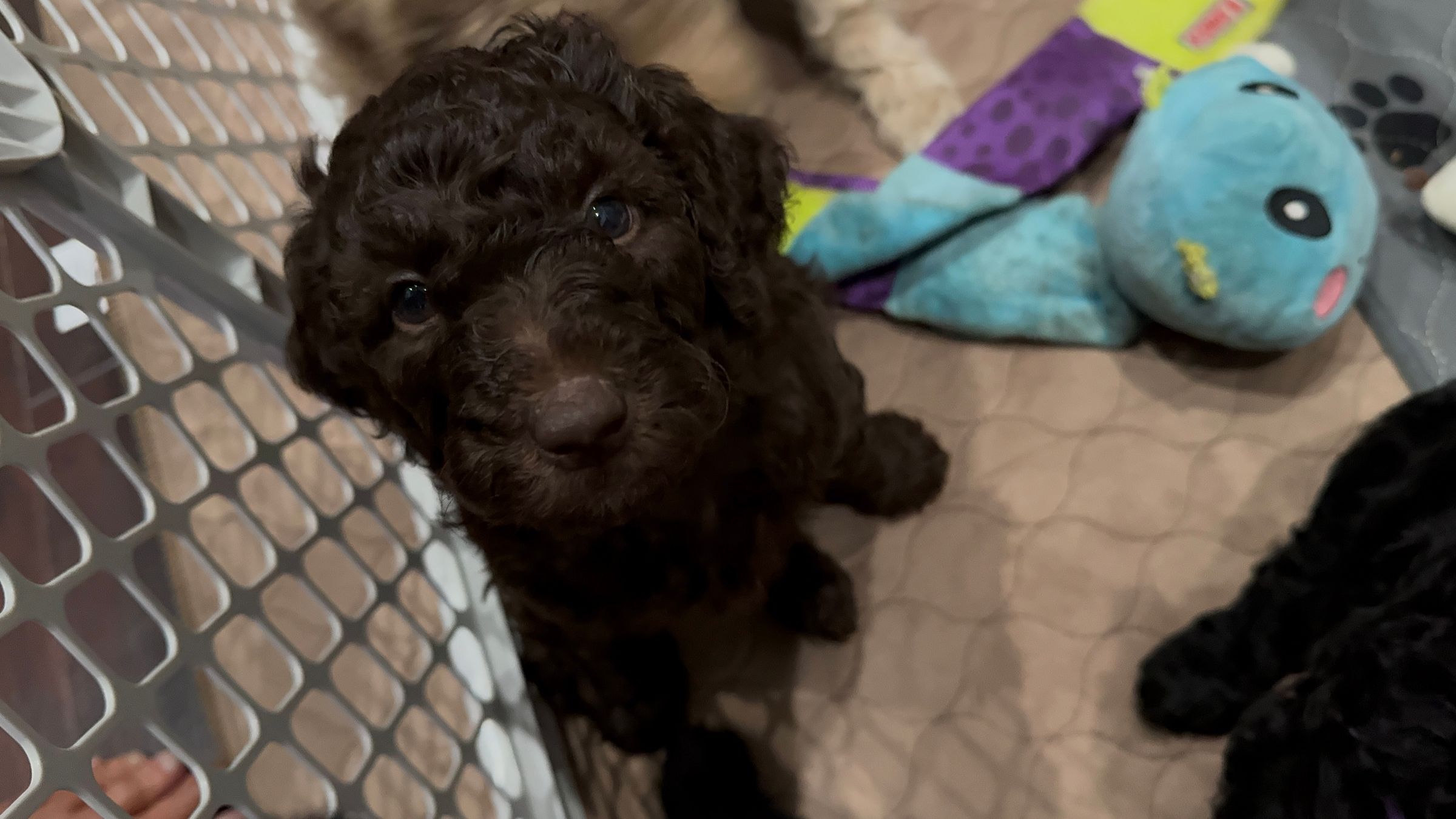 Royal Dixie 2024 litter 4