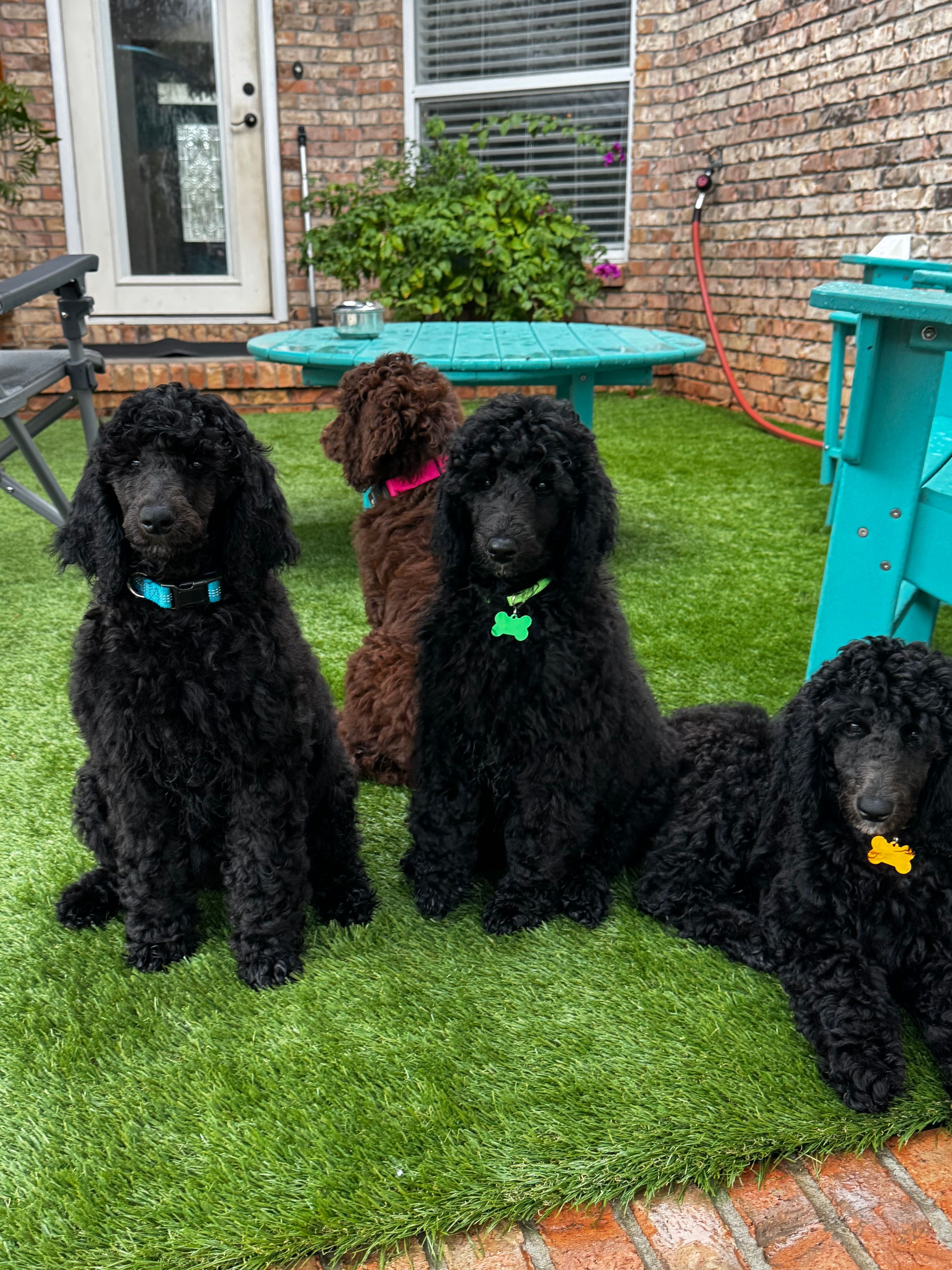 Royal Dixie 2024 litter 5